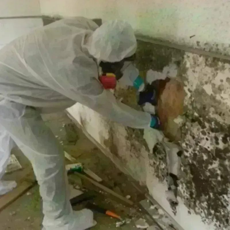 Mold Remediation and Removal in Springfield, IL